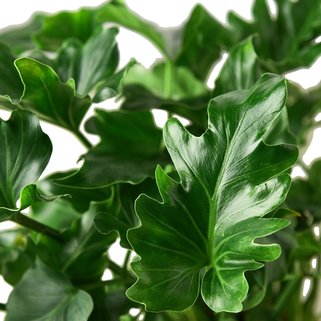 Philodendron â€˜Little Hope'