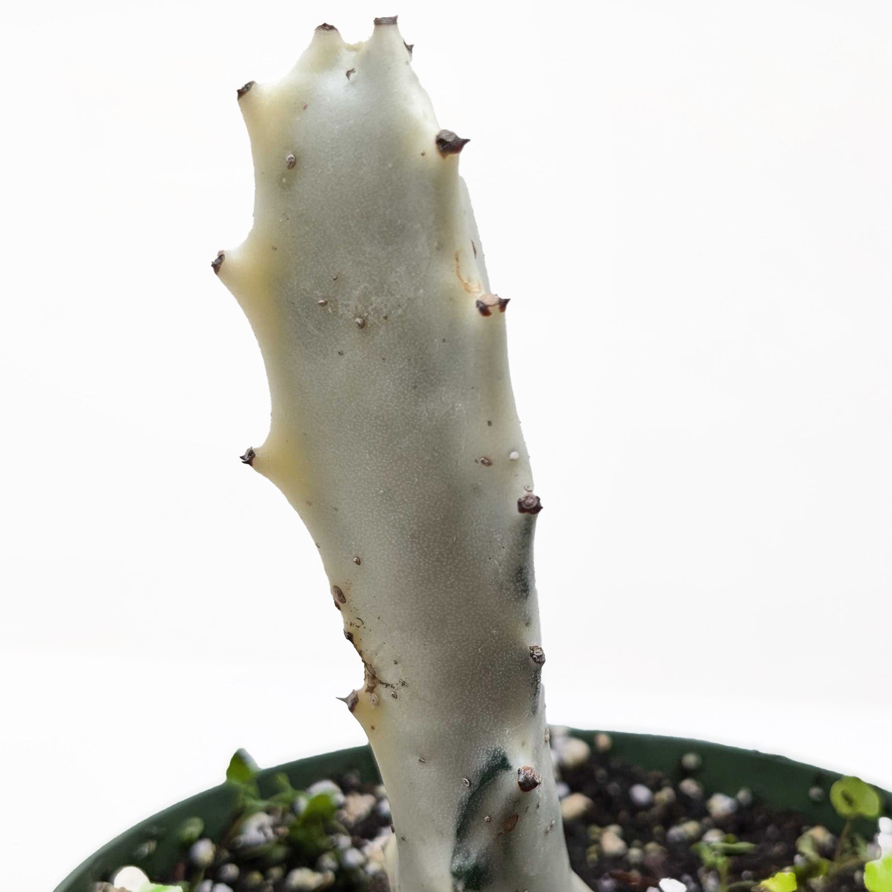 Succulent Euphorbia 'Dragon Bone'