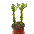 Euphorbia 'Mint Cream'