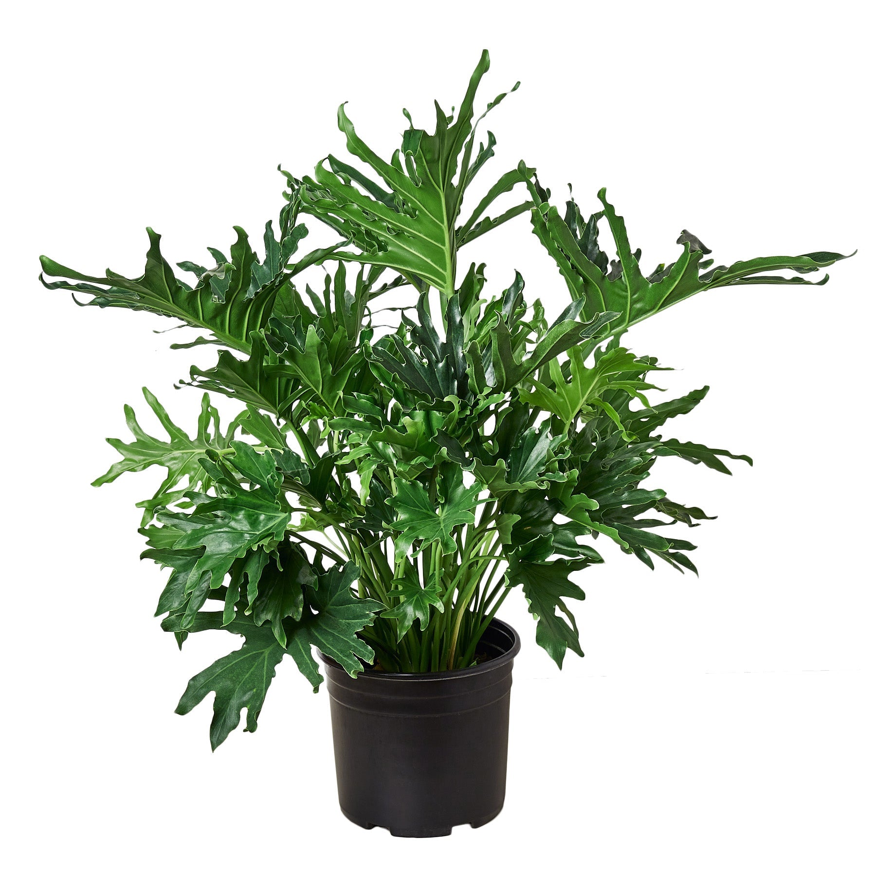 Philodendron â€˜Lickety Split'
