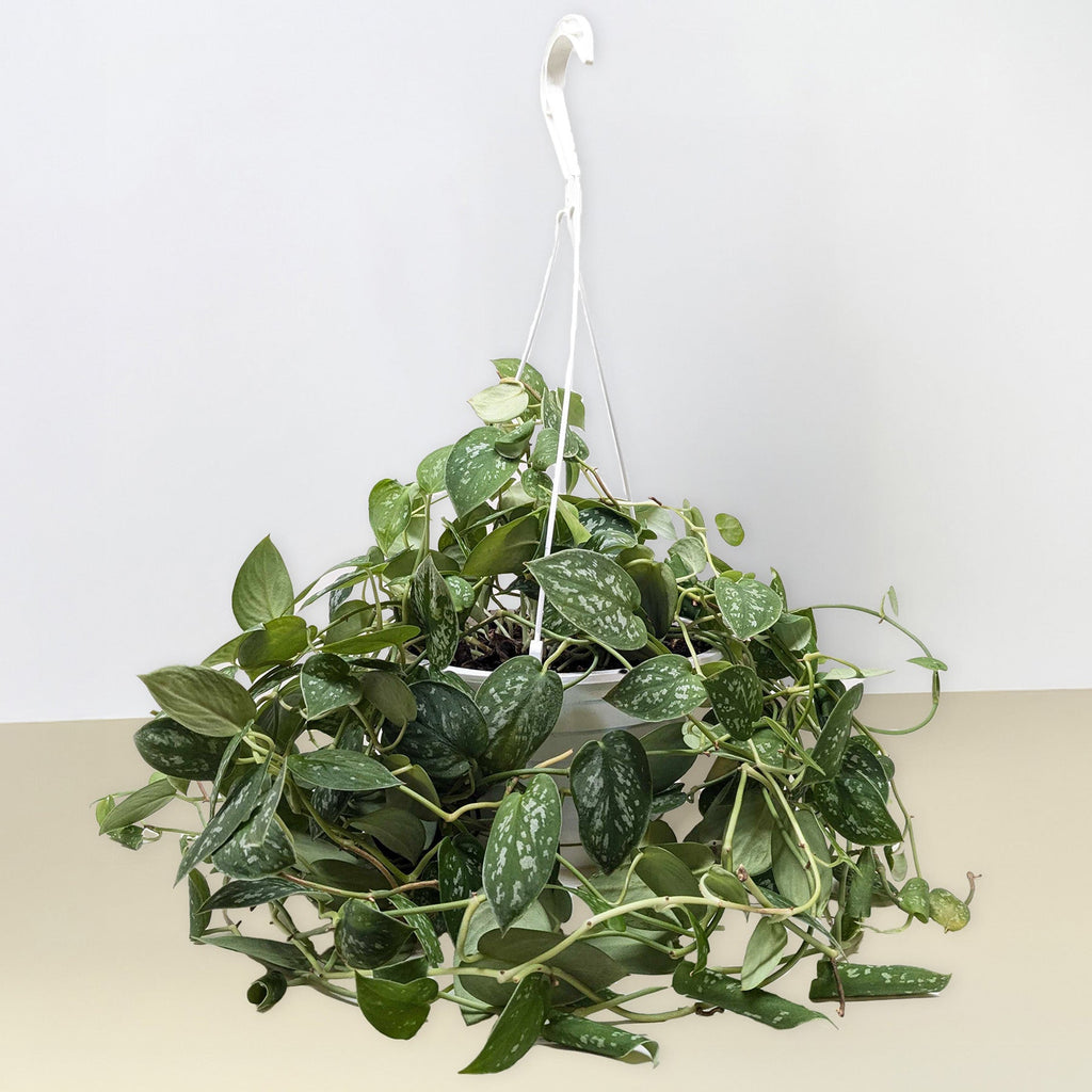 Pothos 'Satin'