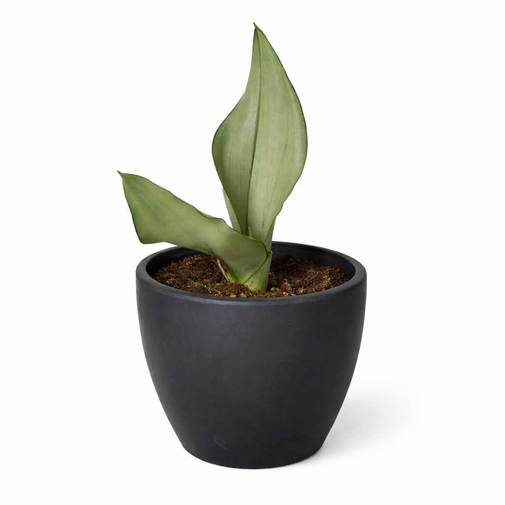 Snake Plant Moonshine