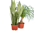2 - 6" Indoor Plants Premium Subscription box