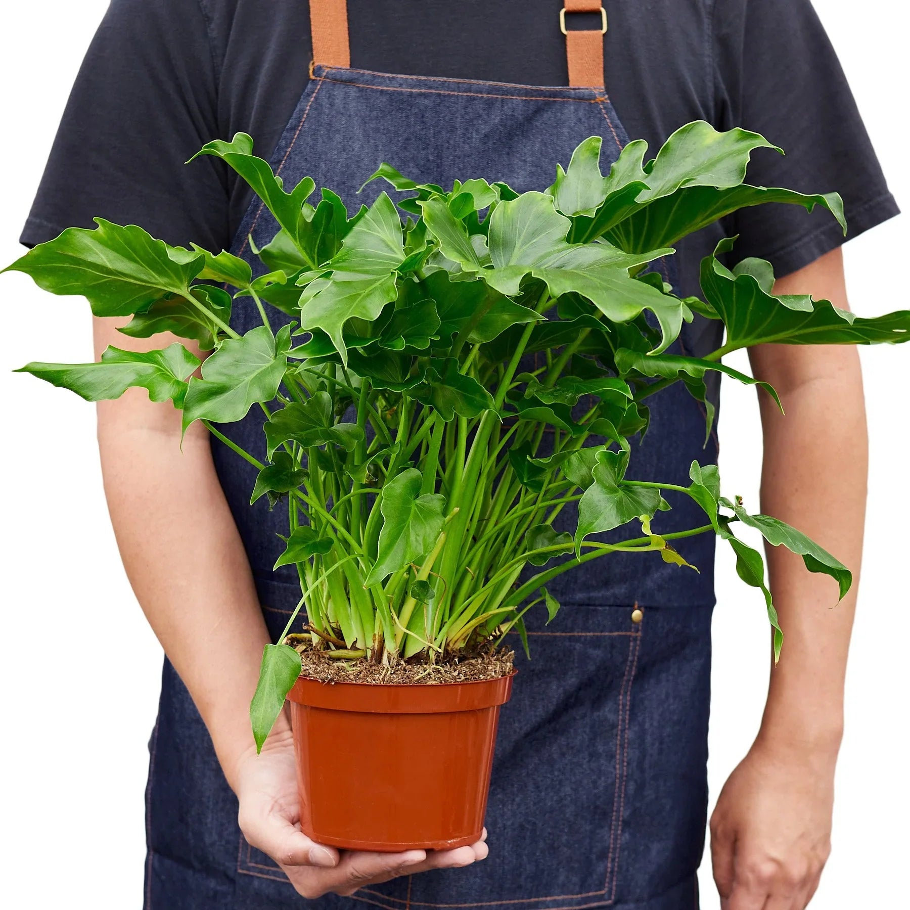 Philodendron â€˜Little Hope'